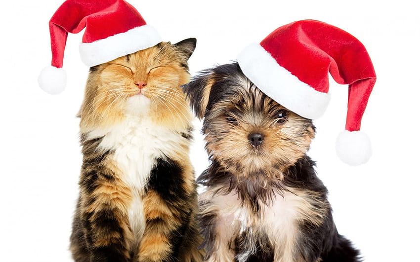 Christmas, dog and cat, Yorkshire terrier, cute animals, New Year, Christmas hats, friendship concepts with resolution 1920x1200. High Quality, new years animals HD wallpaper