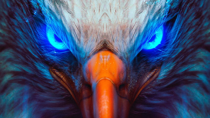 Eagle Eye, blue eagle HD wallpaper