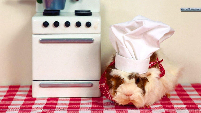 What's Cooking Guinea Pig, kelinci percobaan domestik Wallpaper HD