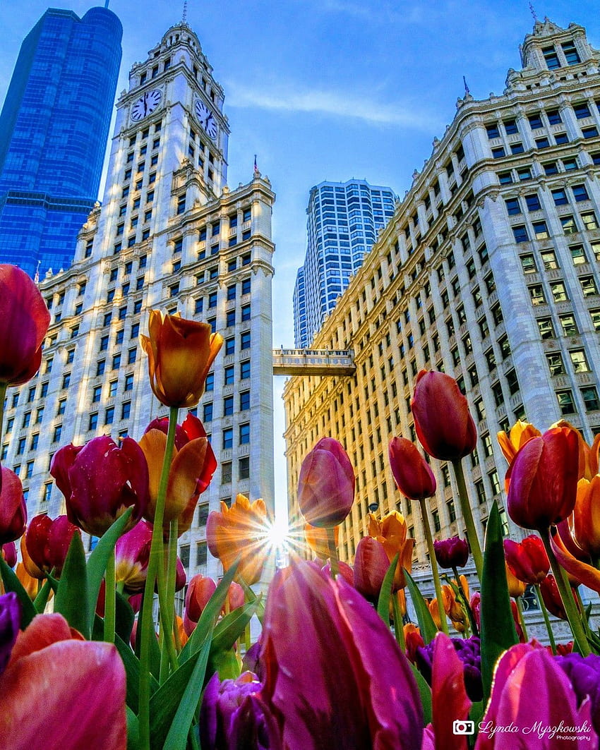 Columbia di Chicago, chicago musim semi wallpaper ponsel HD