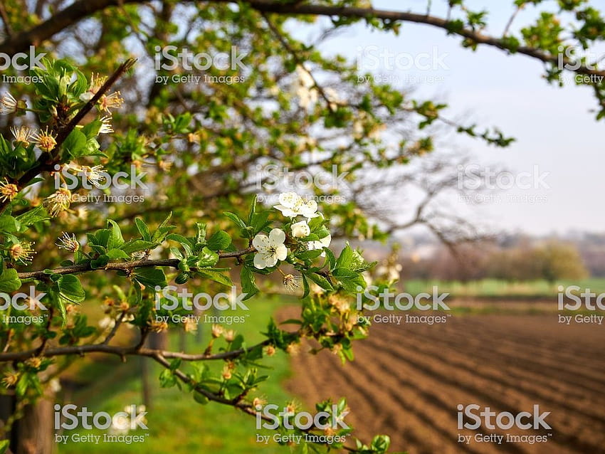 View Of Spring Landscape With Blossoming Tree Branches Plowed Land, spring plowing HD wallpaper