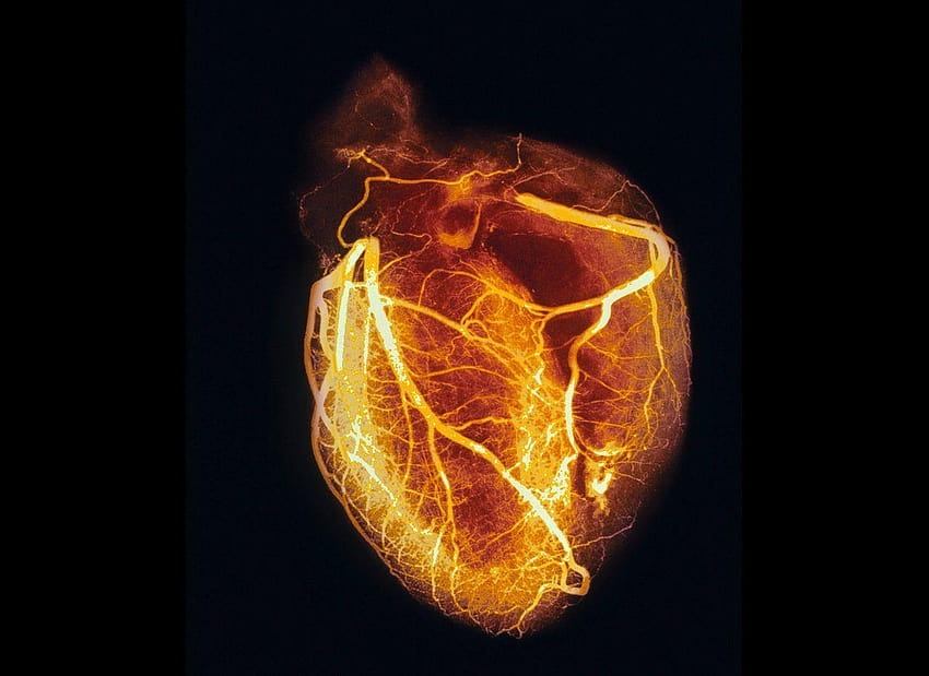 Coeur humain Stock de coeur humain Fond d'écran HD