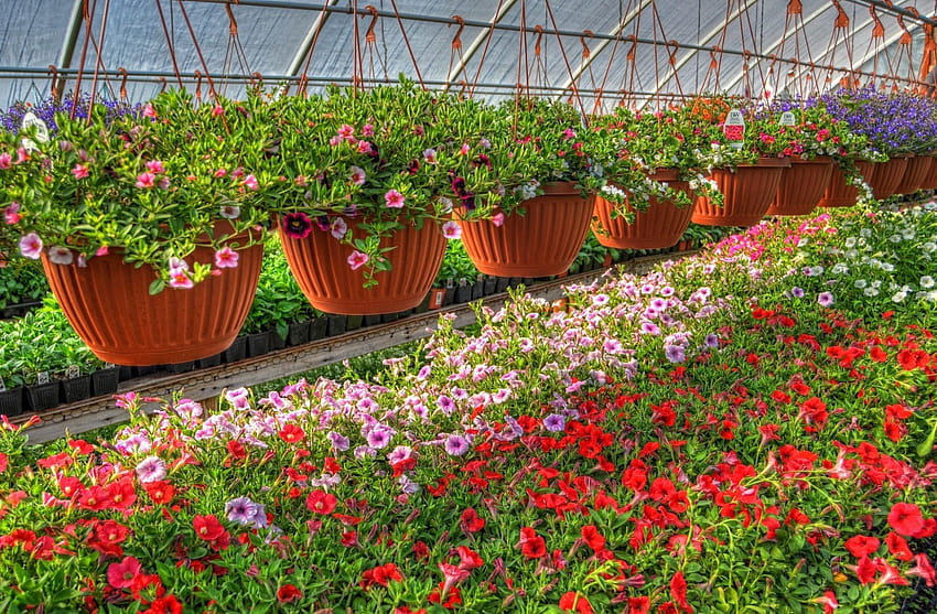 3338950 Petunia, Kalihobriya, Flowers, Pots, Lot, Greenhouse HD wallpaper