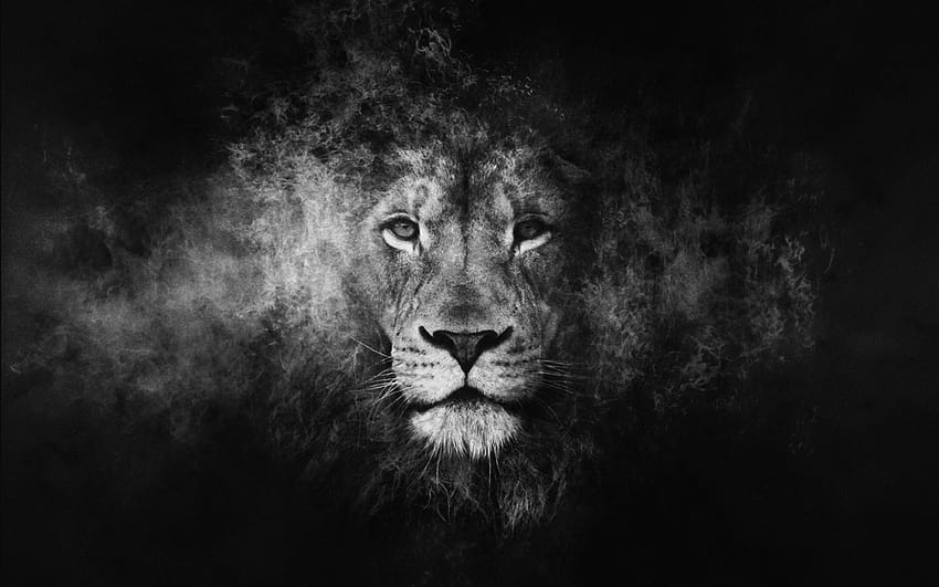 Dark Lion, lion amoled HD wallpaper | Pxfuel