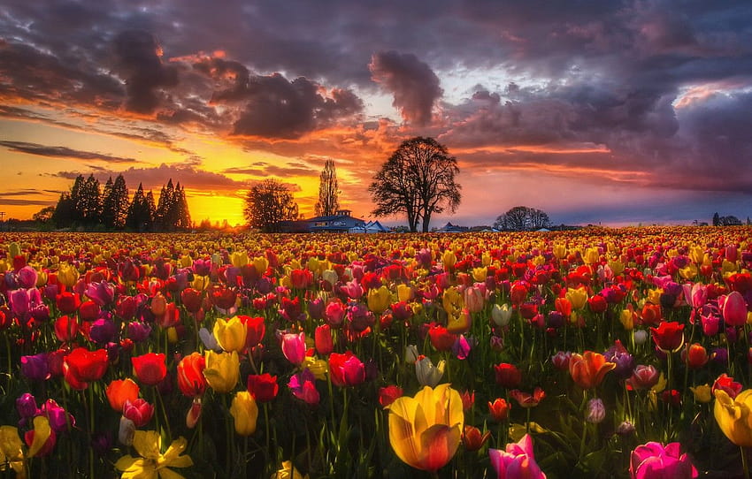 Field, sunset, flowers, nature, spring, the evening, spring evening HD ...