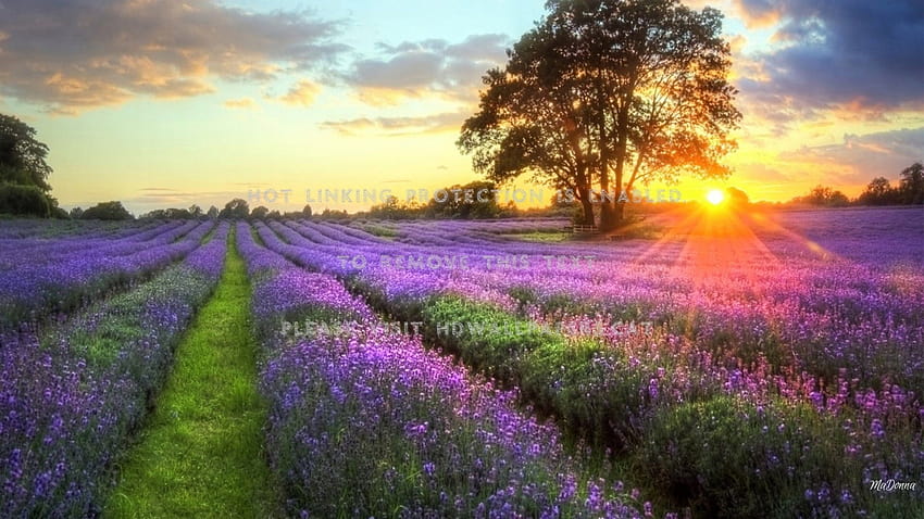 ladang lavender matahari terbit lanskap sinar matahari, lavender saat matahari terbit Wallpaper HD