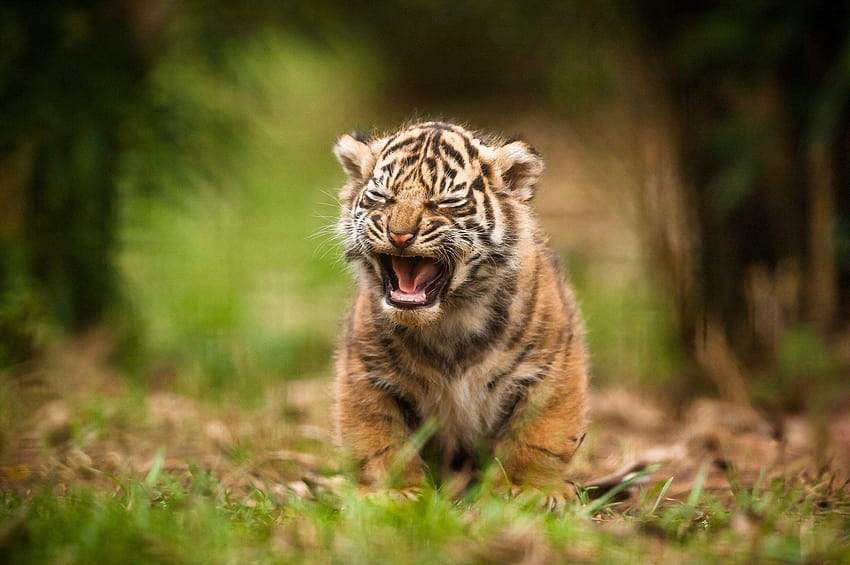 cute cub Computer, cute tiger cub HD wallpaper