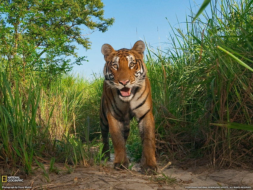 nat geo wild, national geographic tiger HD wallpaper