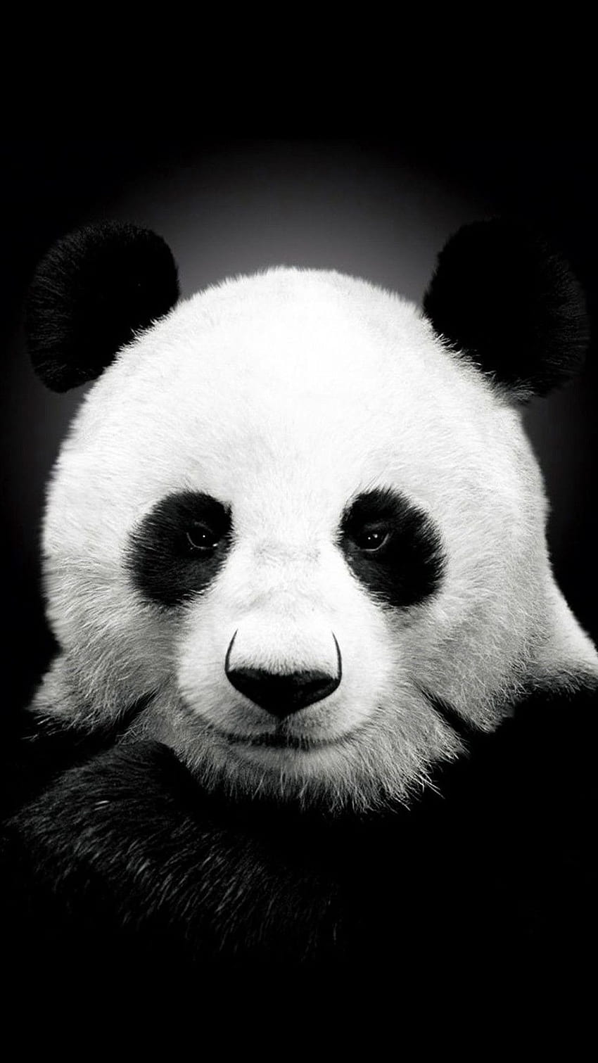 Iphone 6 Of Panda, iphone panda HD phone wallpaper | Pxfuel