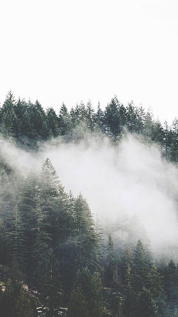 foggy forest background tumblr