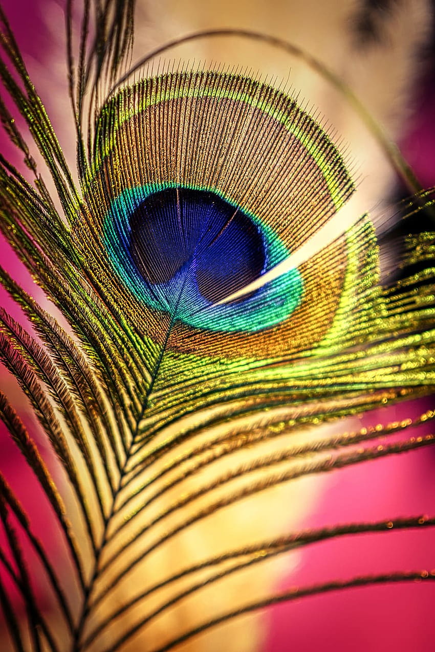 : plume de paon, coloré, irisé, plumage, téléphone android paon Fond d'écran de téléphone HD