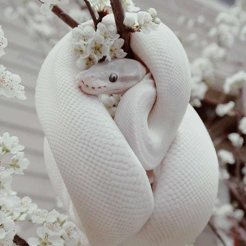 Süße Reptilien, Albino-Tiere, süße Schlangen, süße Schlangen HD-Handy-Hintergrundbild