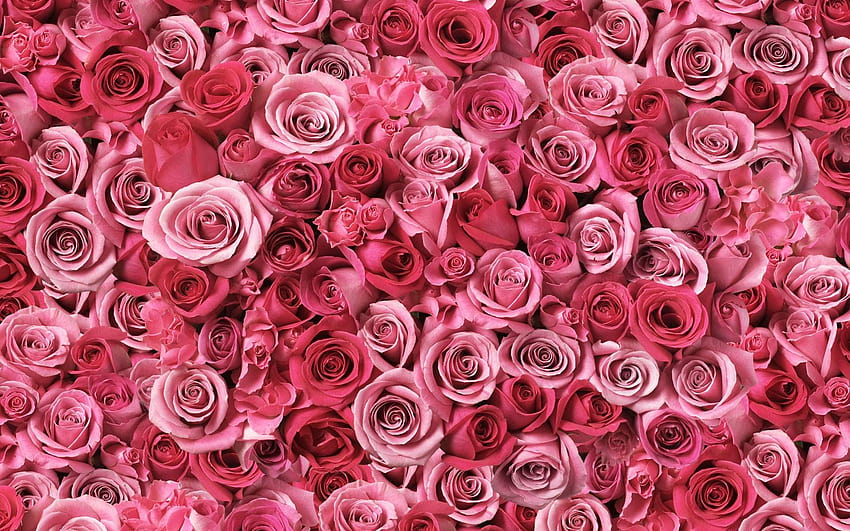 Rose Flower Backgrounds 13, rosa HD wallpaper