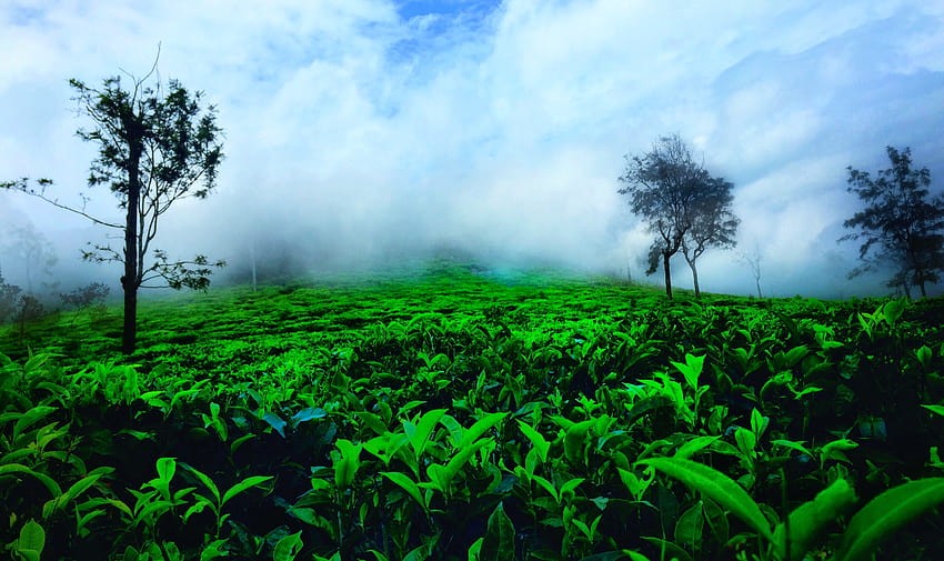 Ooty Nature HD wallpaper