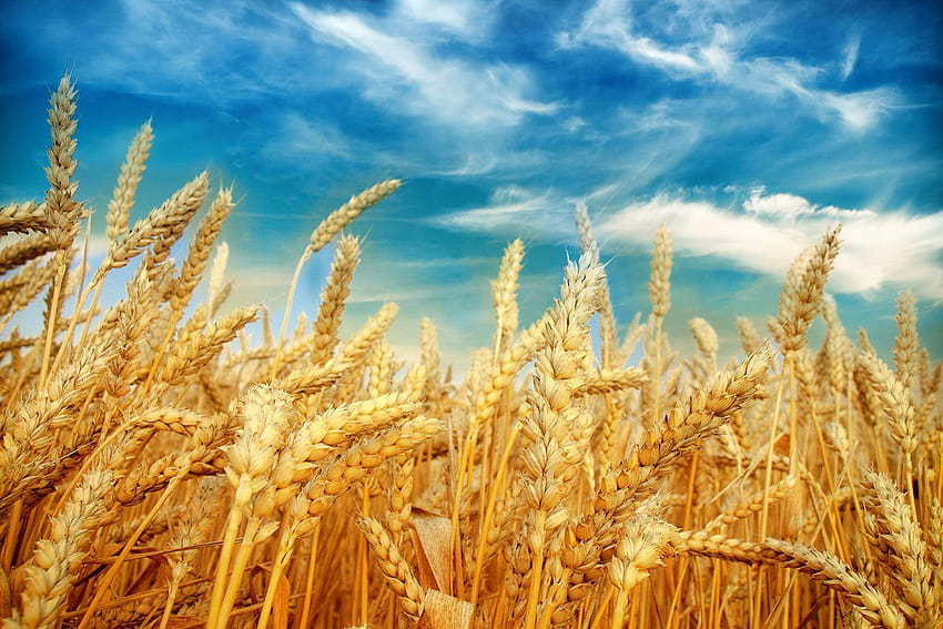 Wheat Field HD wallpaper