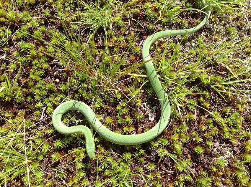 10 Green Snake Wisconsin – yasminroohi, vogels pit viper trimeresurus vogeli Fond d'écran HD