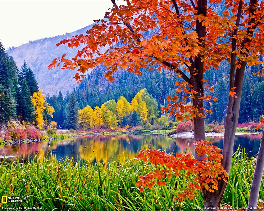 Fall Foliage Washington [1280x1024] for your , Mobile & Tablet, ワシントンの秋 高画質の壁紙