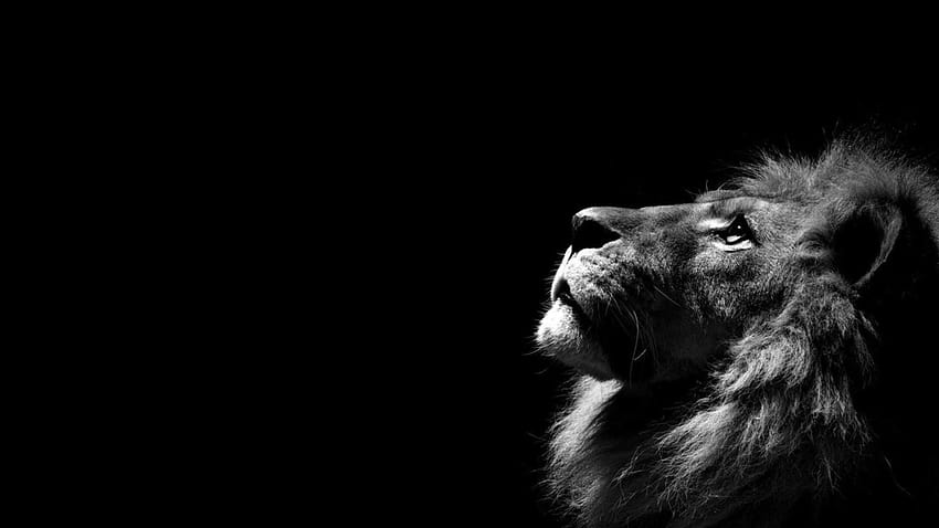 Lion Black And White Backgrounds Backgrounds, lion background HD wallpaper