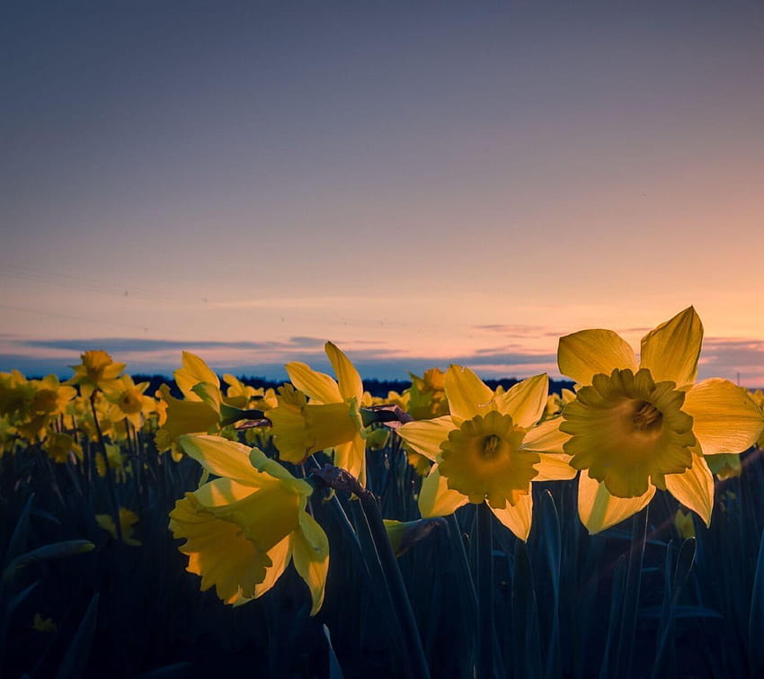 Daffodil for Android, pretty daffodil HD wallpaper