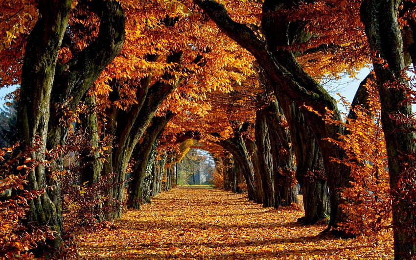 Autumn , movie autumn HD wallpaper