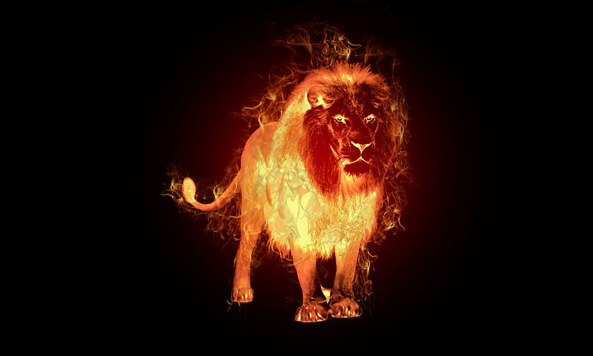 Fire Lion Top Fire Lion Backgrounds, leo lion HD wallpaper