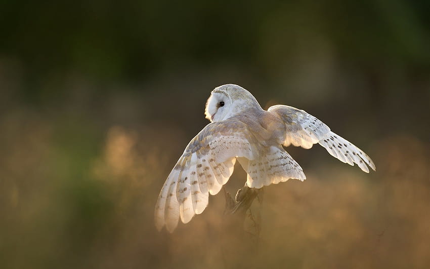 White bird, owl, wings 640x1136 iPhone 5/5S/5C/SE , background HD wallpaper | Pxfuel