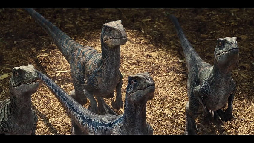Jurassic World Blue, Velociraptor HD-Hintergrundbild