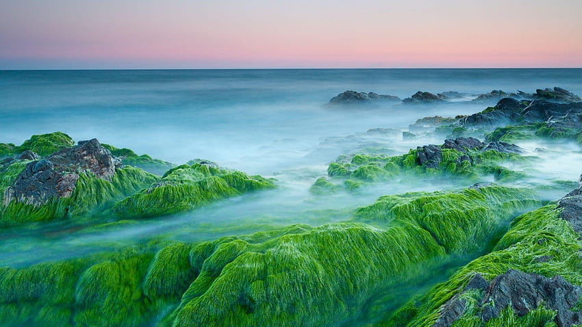 Green Algae On Rocks สำหรับทีวีความละเอียด 1920 x 1080, ทีวีความละเอียดสูง 1920x1080 วอลล์เปเปอร์ HD