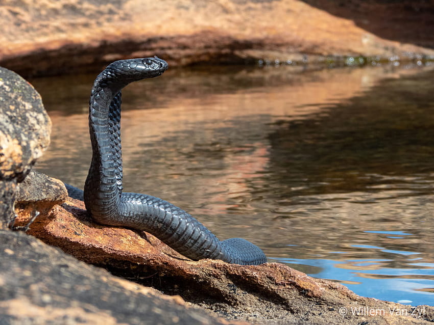 Sabelo ka Lindamkhonto vi on Twitter:, spitting cobra HD wallpaper