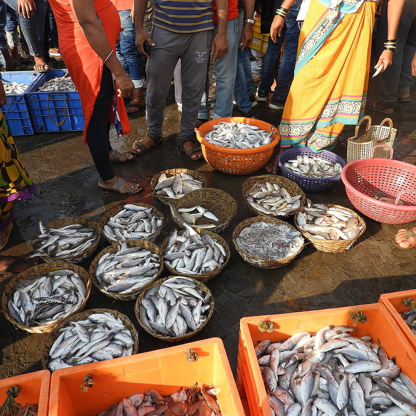 Mercado de pescado de Harnai fondo de pantalla del teléfono