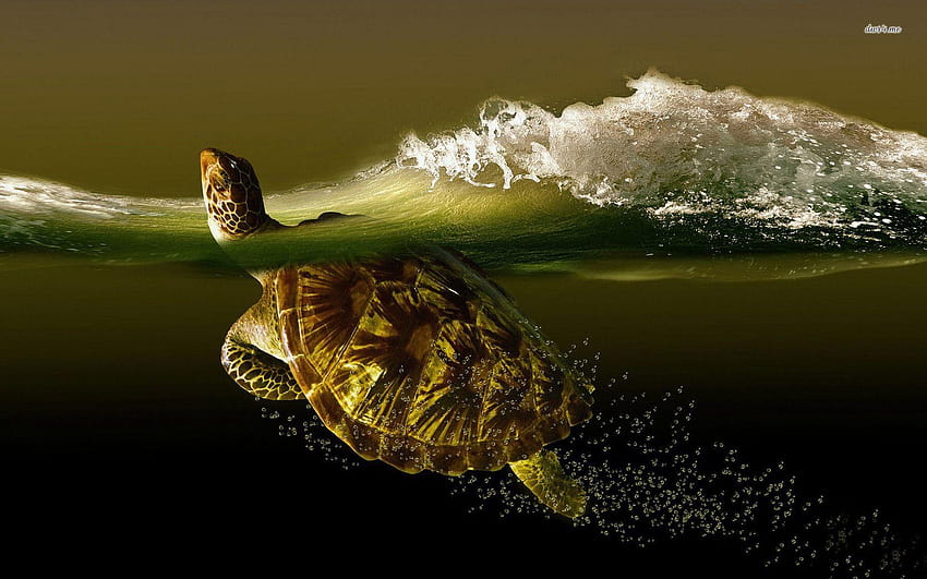 Turtle in the water, water animal HD wallpaper