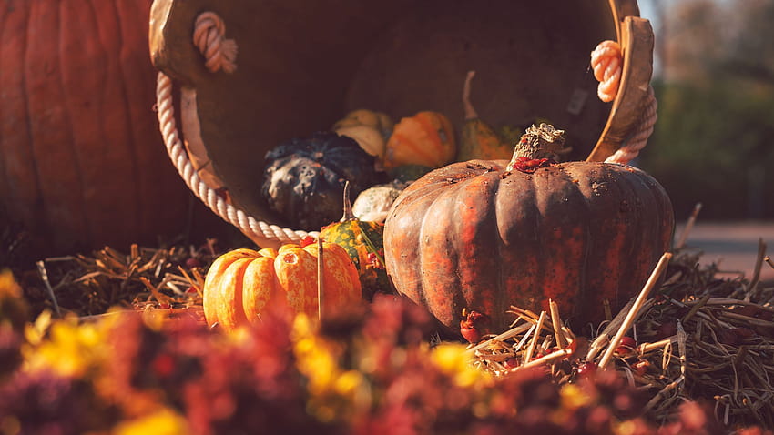 2560x1440 pumpkin, basket, straw, autumn, harvest 16:9 backgrounds, autumn harvest pumpkin HD wallpaper