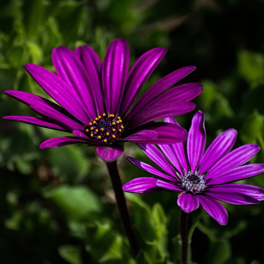 Two Purple Petaled Flowers , Nature, Plant • For You, astra flowers HD phone wallpaper