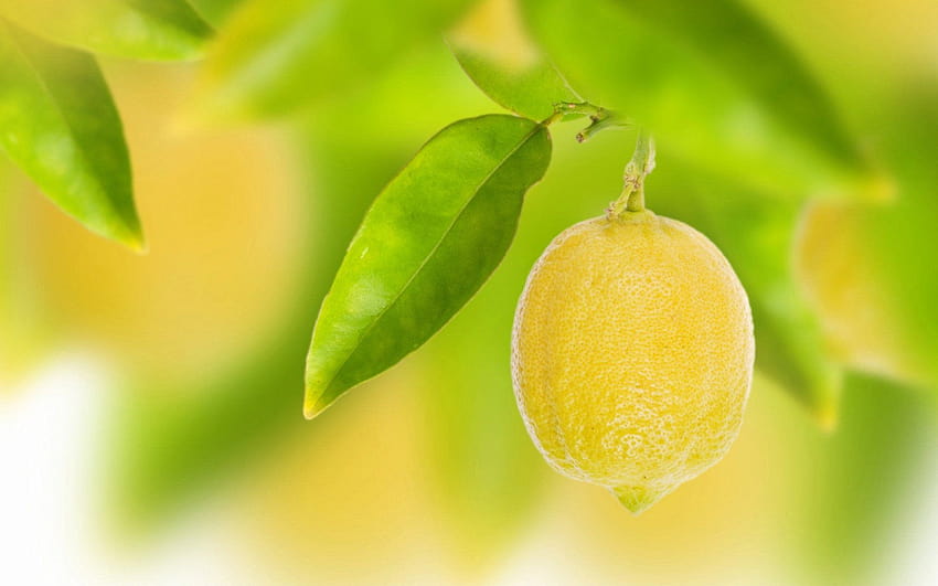 Lemon ... afari, lemon tree HD wallpaper