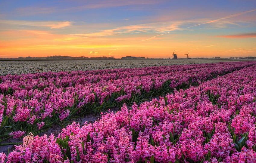 field, the sky, clouds, landscape, sunset, flowers, treatment, spring, the evening, mill, pink, a lot, the ranks, plantation, hyacinths, wind , section пейзажи, field hyacinths sunset HD wallpaper