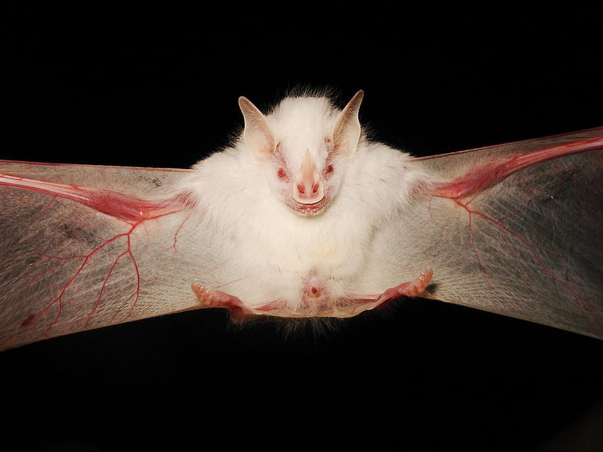 An albino Gervais's fruit, albino bats HD wallpaper
