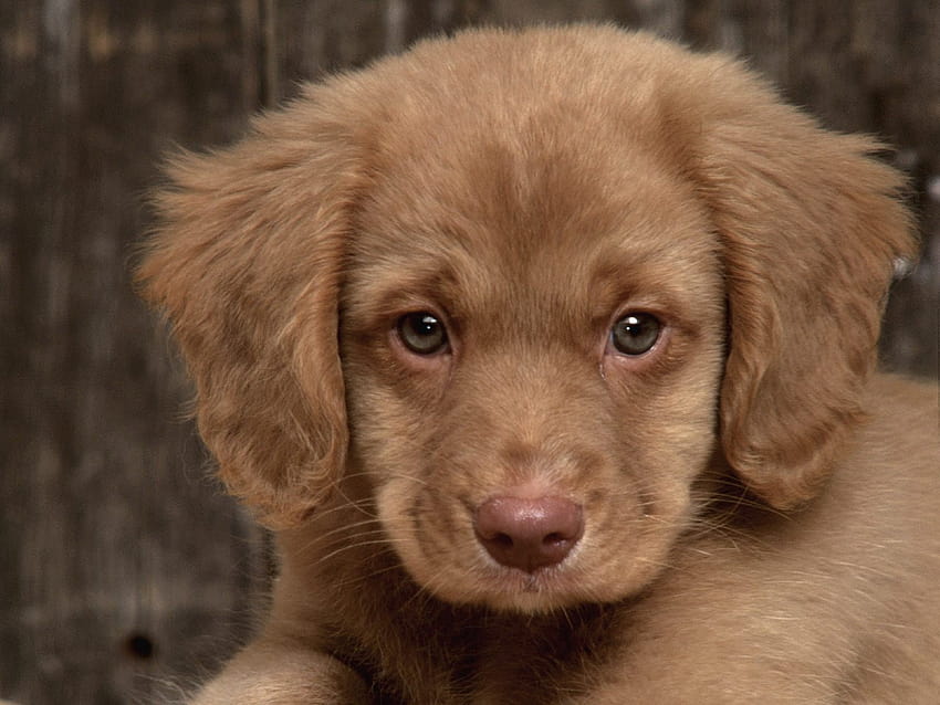 Tela: NOVA SCOTIA DUCK Tolling Puppy. Cuadrado de tela de 16 pulgadas, cachorros de pato de Nueva Escocia fondo de pantalla