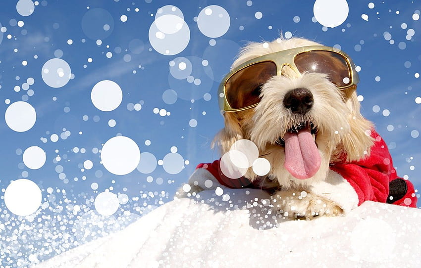 winter, snow, dog, glasses, costume, Christmas, winter, snow, Dogs, Bolognese , section собаки, snow dogs HD wallpaper
