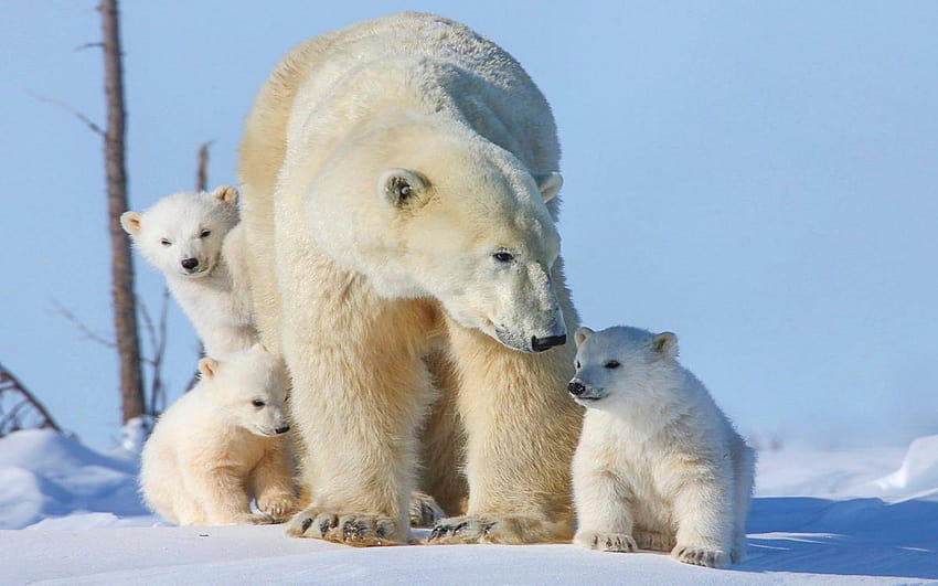 Família de Ursos Polares Três Filhotes Pequenos: 13 papel de parede HD