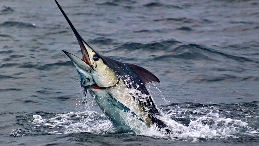 Fishing marlin HD wallpaper