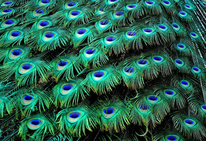 Feather detail mayur pankh HD wallpapers | Pxfuel