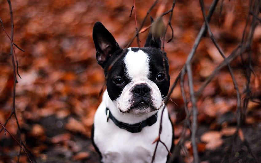 Boston Terrier Puppy Uhd Wallpaper Pictures Of Boston Terrier Puppies