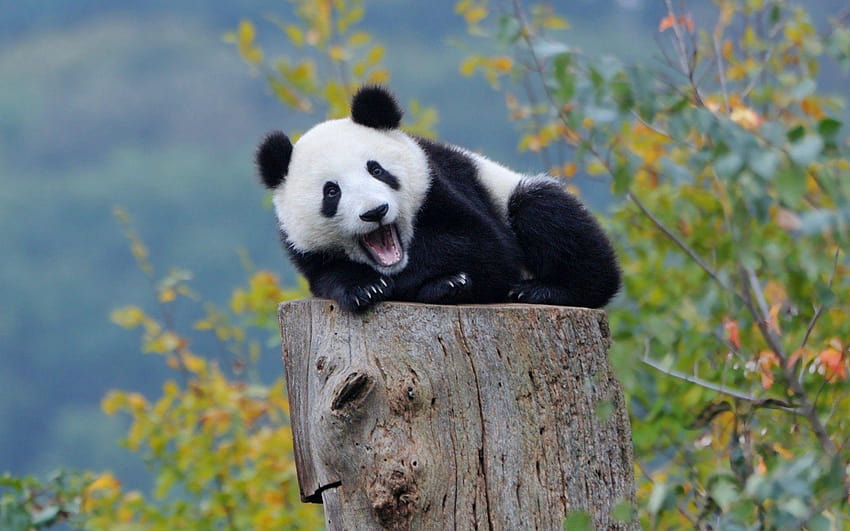 zaman . ÁLLAT'ta sevimli bebek pandalar HD duvar kağıdı