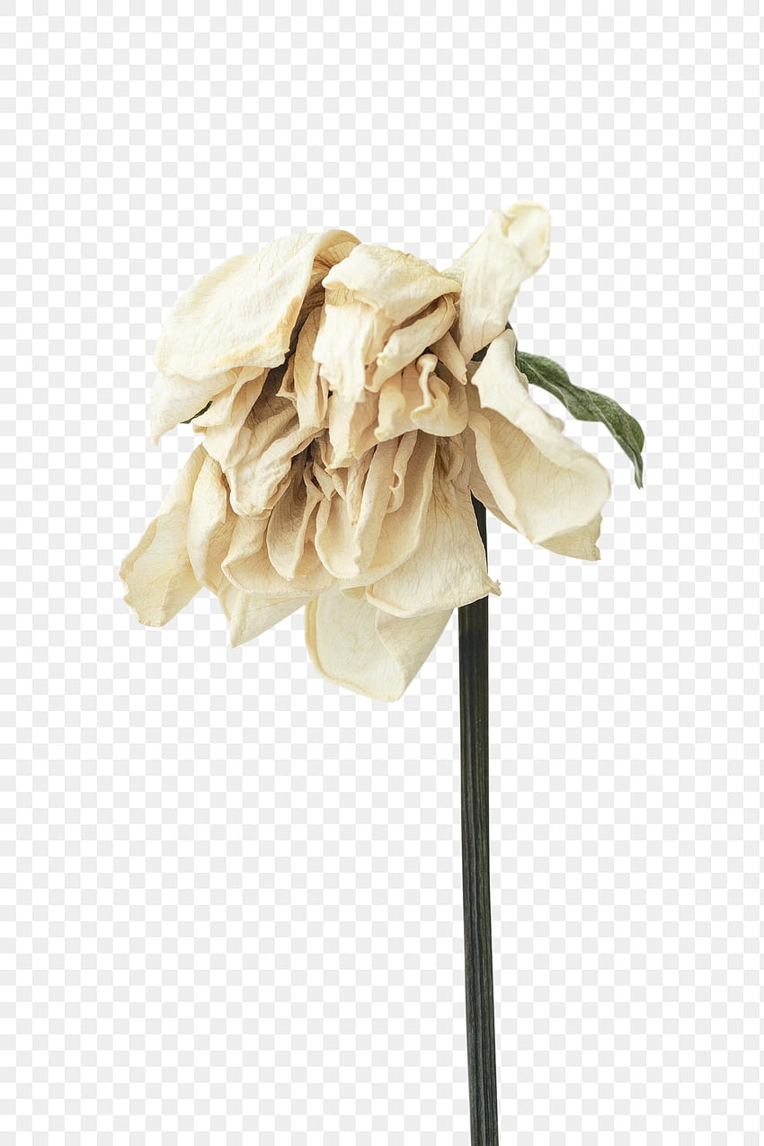 Verwelkte Blume HD-Handy-Hintergrundbild