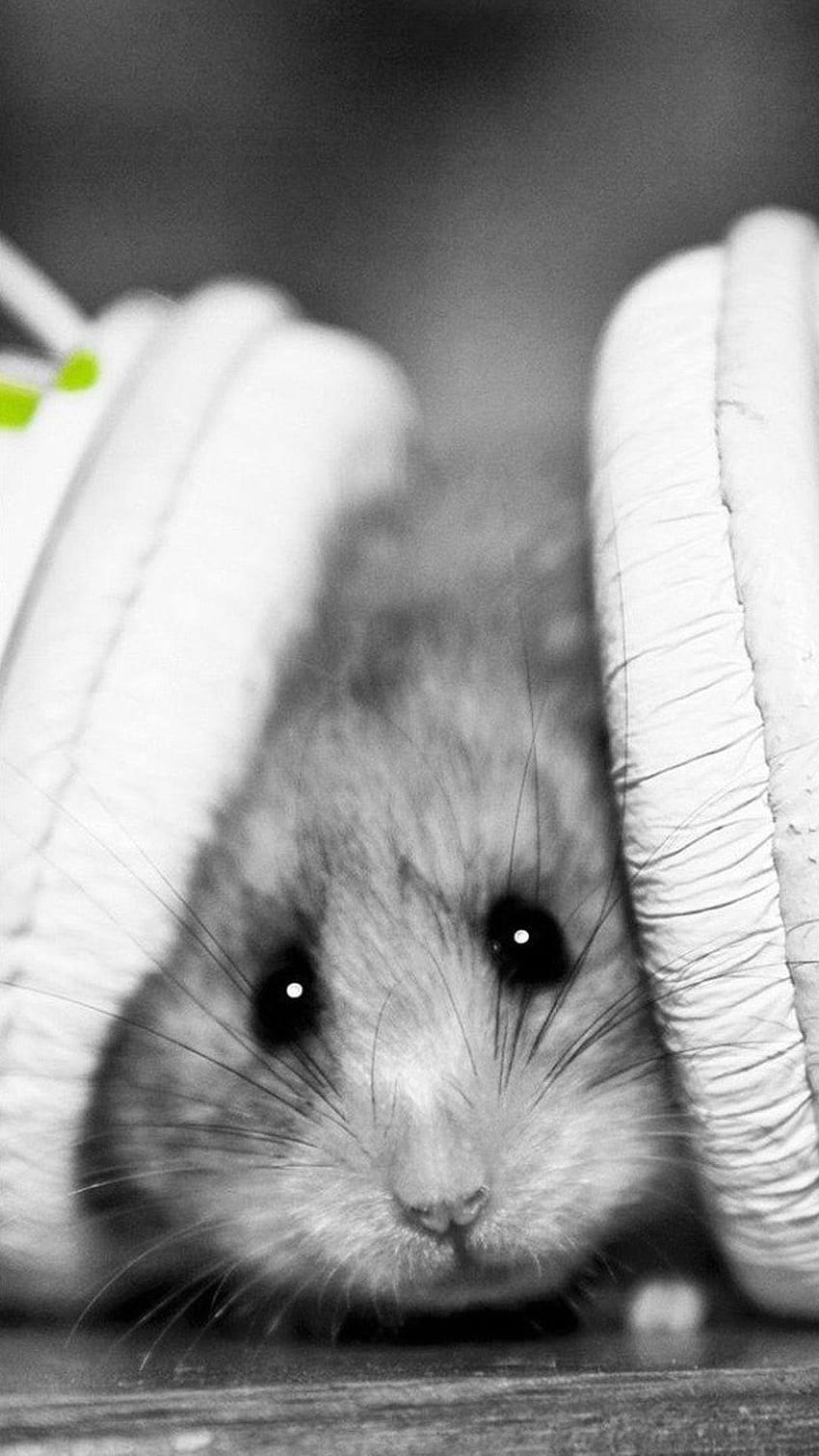 ↑↑TAP AND GET THE APP! Animals Cute Hamster with, baby chinchilla iphone HD phone wallpaper