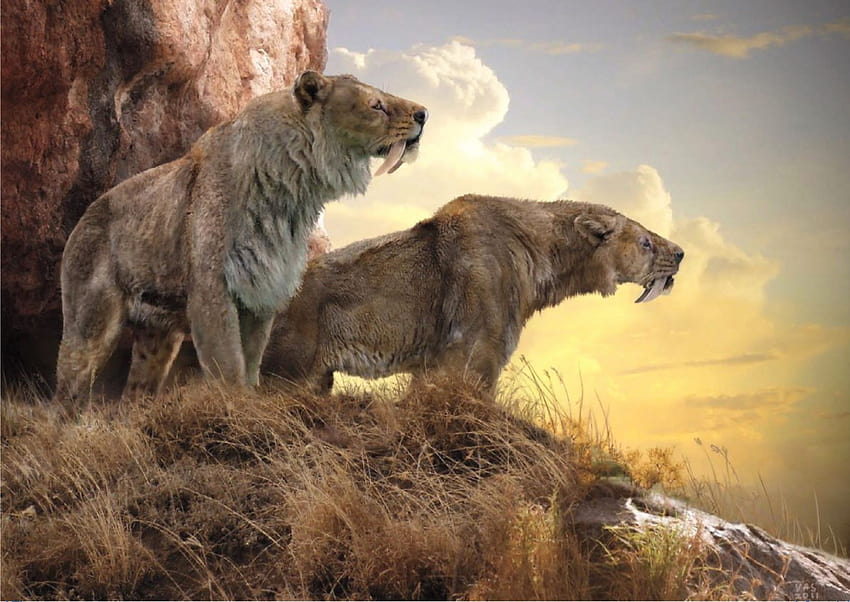 Smilodon by Jen Philpot on DeviantArt | Rare animals, Smilodon, Big cats art