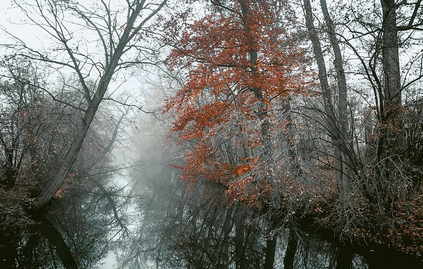 川、木、自然、秋、葉、風景、霧、霧の暗い日 高画質の壁紙