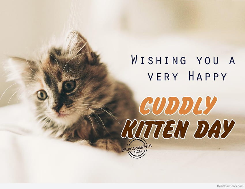 17 Cuddly Kitten Day , happy kitten day HD wallpaper