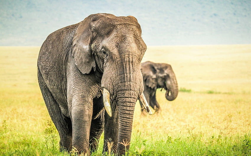 Плитка дълбочина на полето на слон, слонове HD тапет