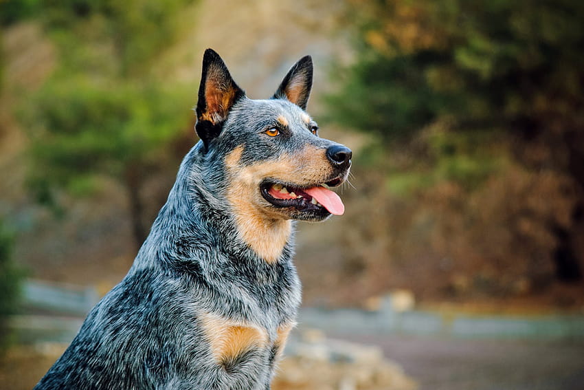 Australian Cattle Dog Breed Information & Characteristics, american